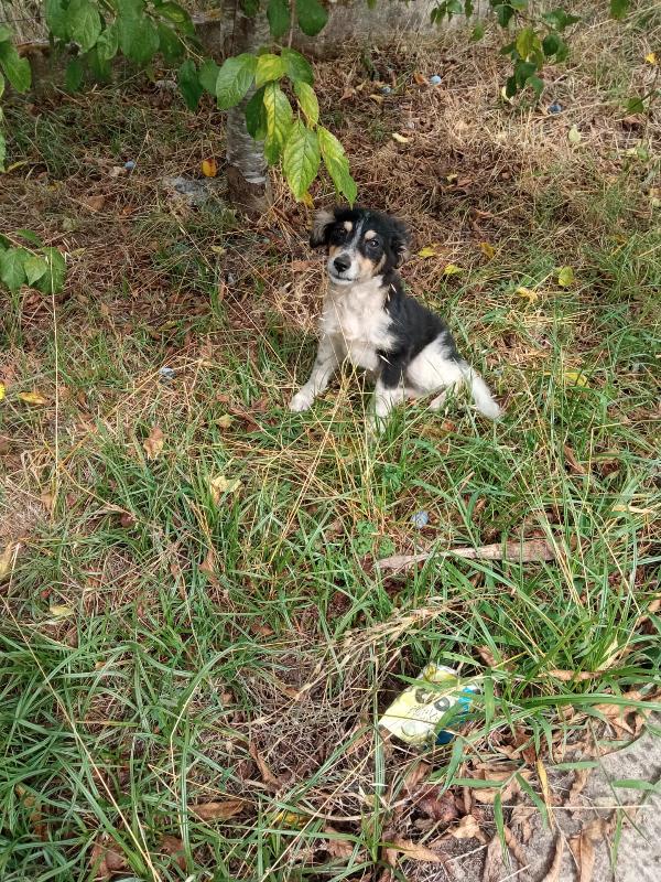🐾💛“Pepsi, cucciolo dal cuore grande in cerca di una vita vera"💕🧑🏻‍🧑🏻‍🧒🏻 Foto 6